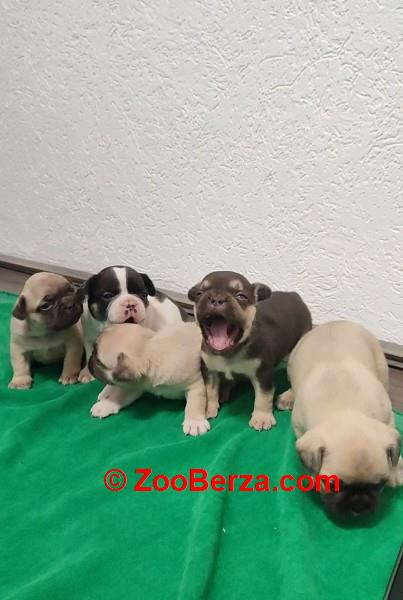 Francuski buldog stenci