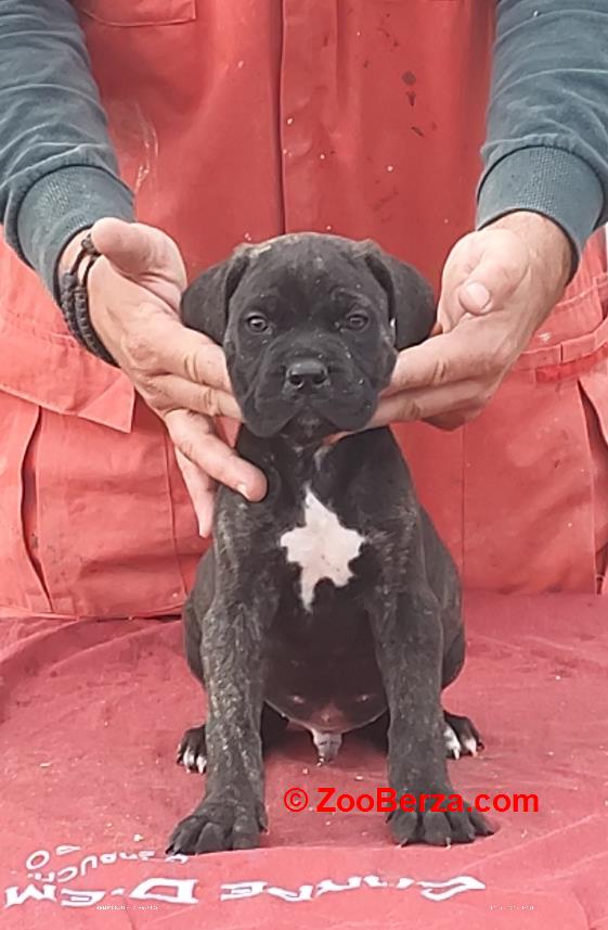 Cane Corso