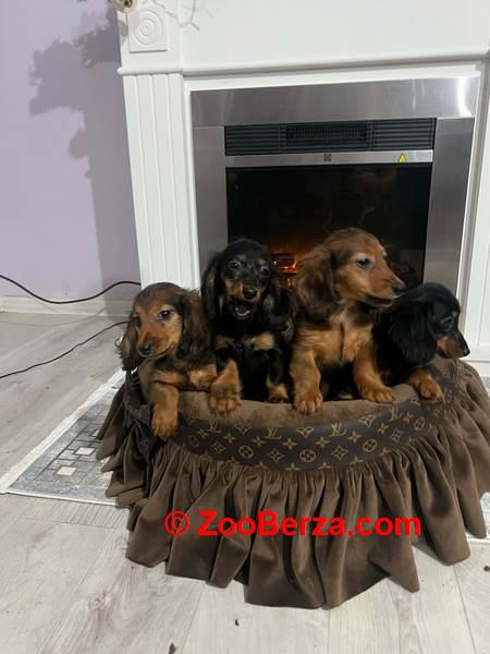 Dugodlaki patuljasti jazavičari štenci 