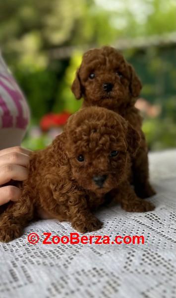 Stenci toy i mini pudle vrhunske genetike