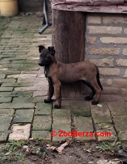 Belgijski ovčar Malinoa