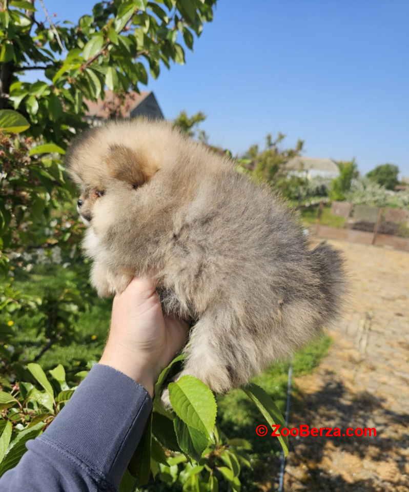 Najlepsi Pomeranci Boo samo u Pom_Hash_Starsu 