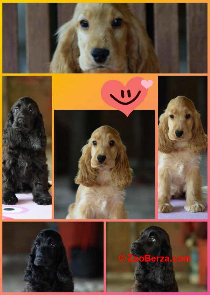 Engleski koker španijel Stenci vrhunskog kvaliteta i porekla 