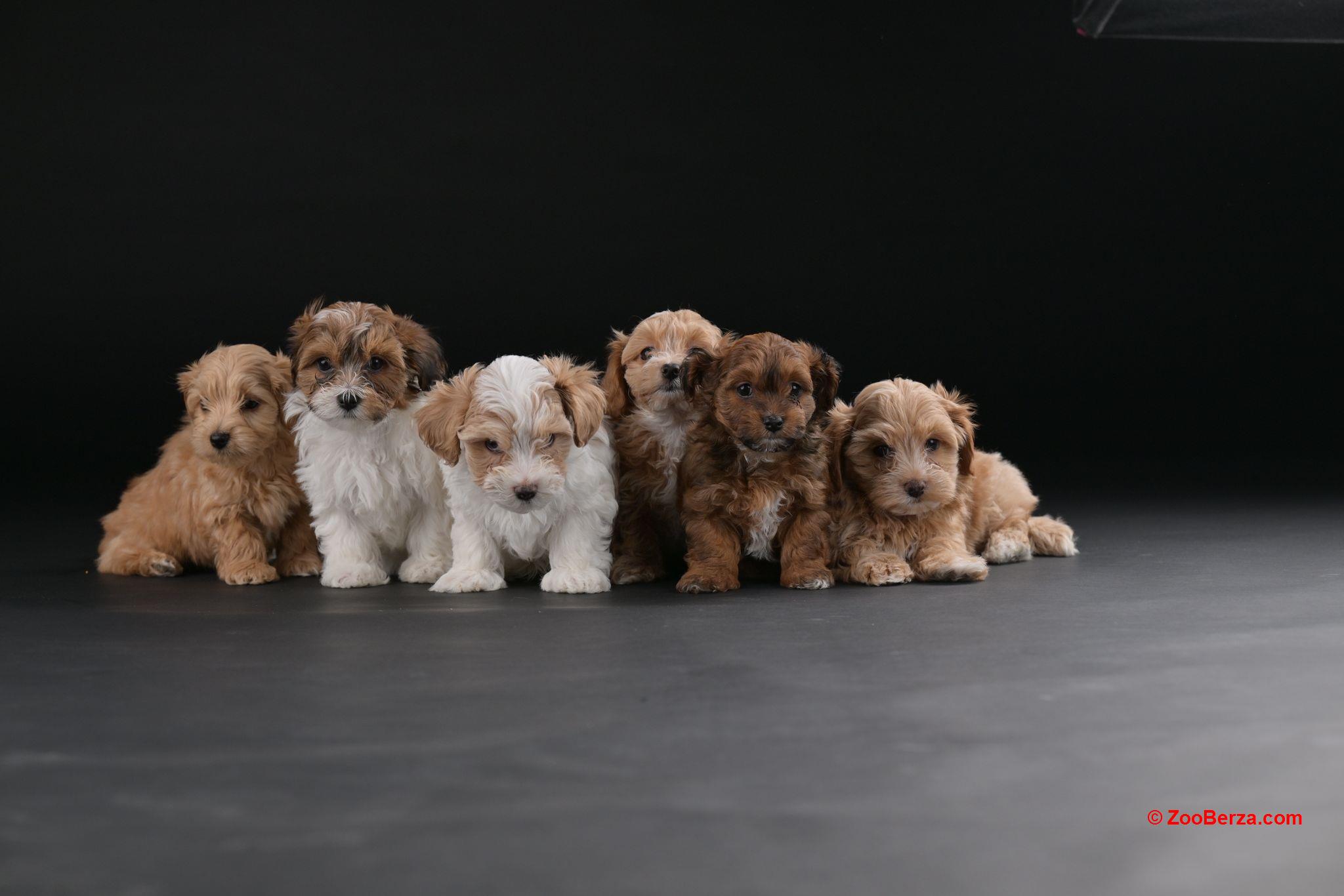 Havanski Bišon prelepi stenci