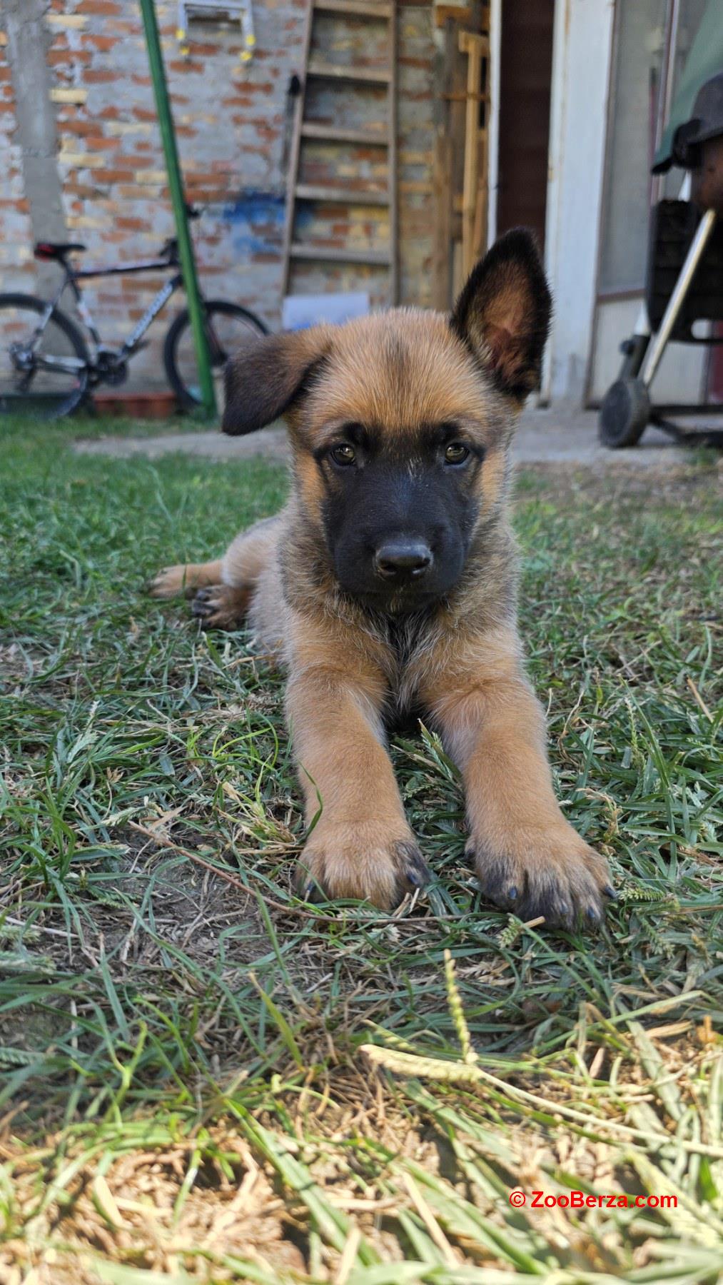Malinoa štenci