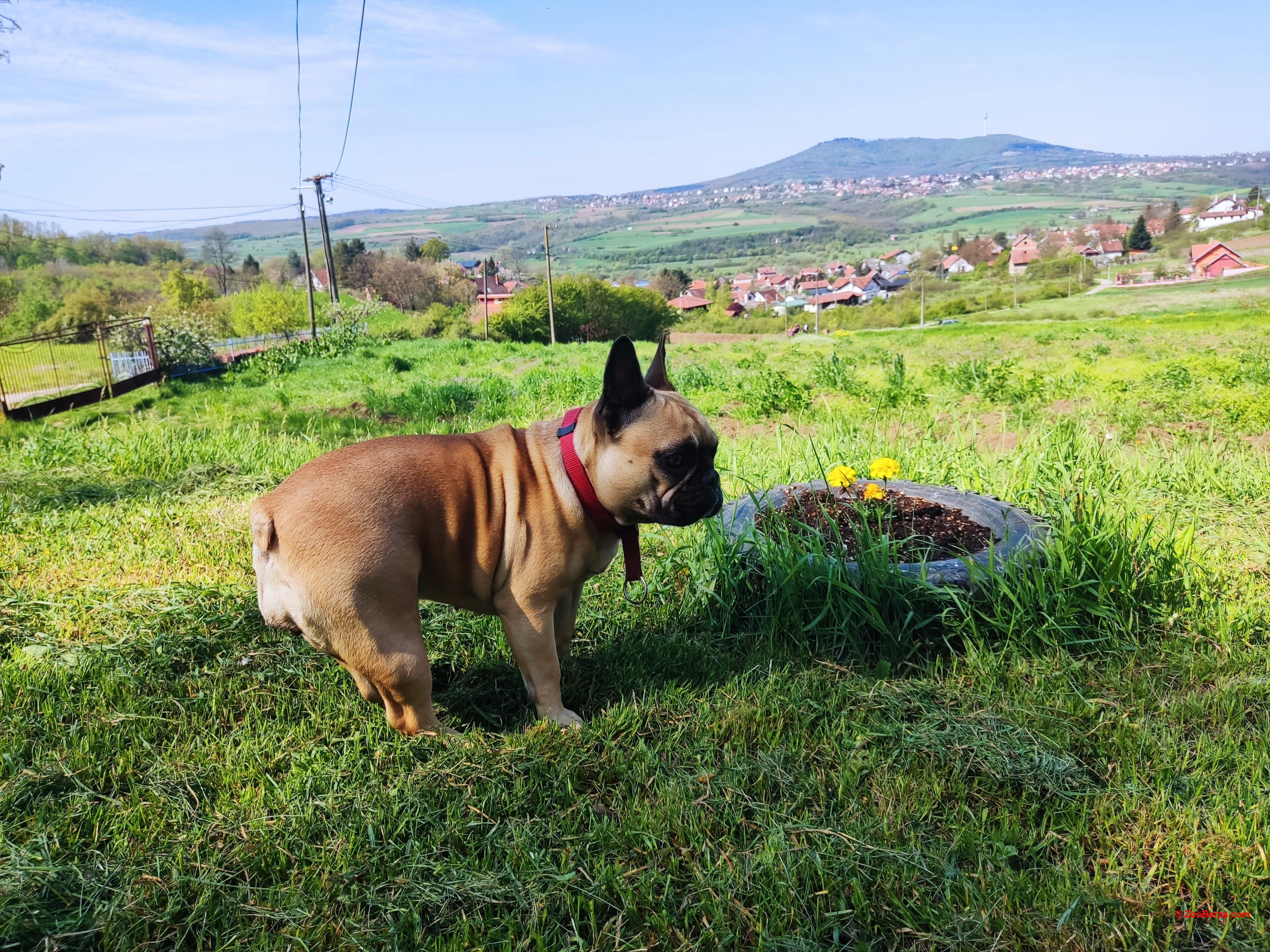 RASPRODAJA zbog zatvaranja, francuski buldog
