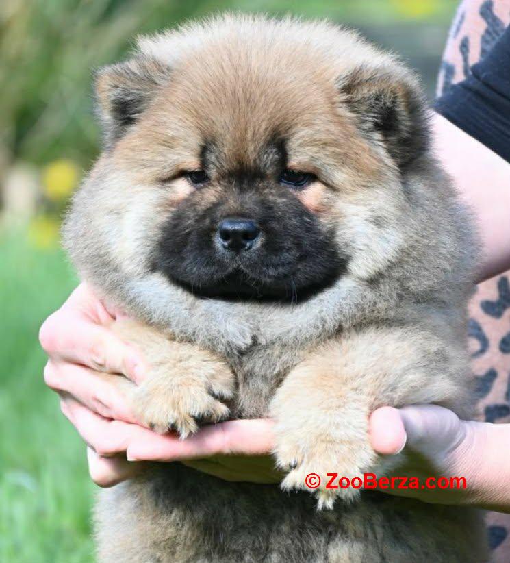 Chow Chow Cau Cau Čau Čau