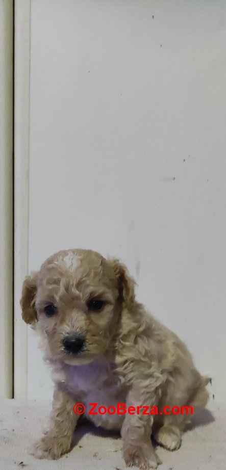 Maltipoo prelepi štenci