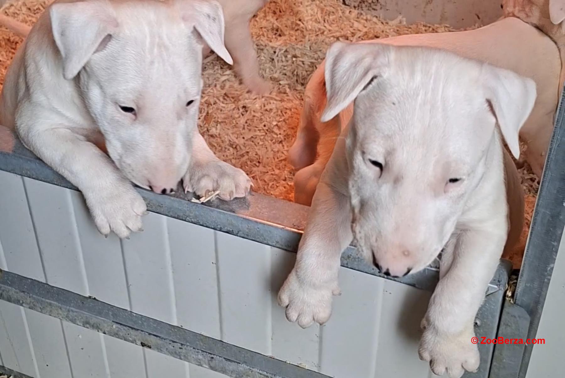 Standard Bul Terijer