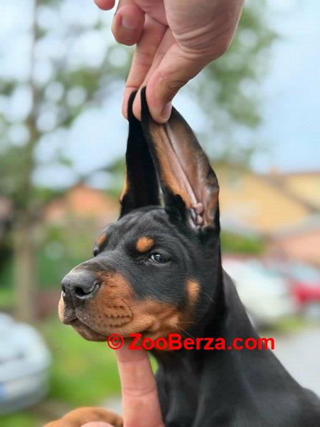 Doberman štenci, crni i braon