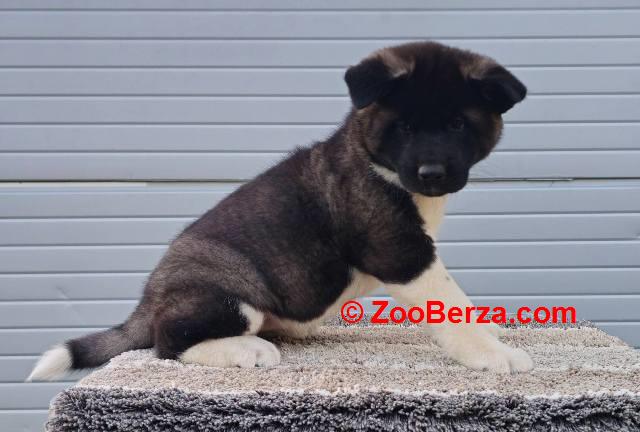 Američka Akita, izuzetni štenci