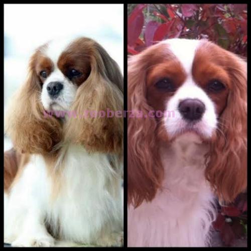 cavalier king charles spaniel - štenci