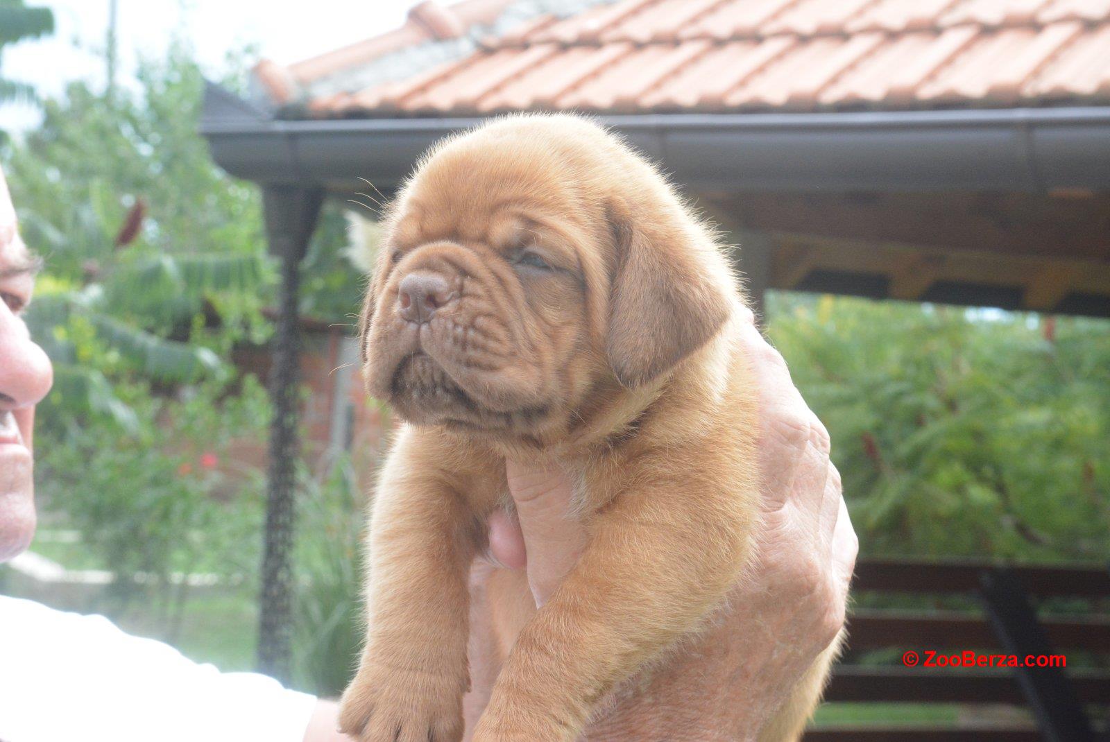 Bordoska Doga (Dogue de Bordeaux) prelepi stenci 