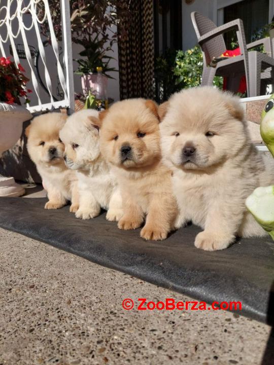 Chow chow - cau cau