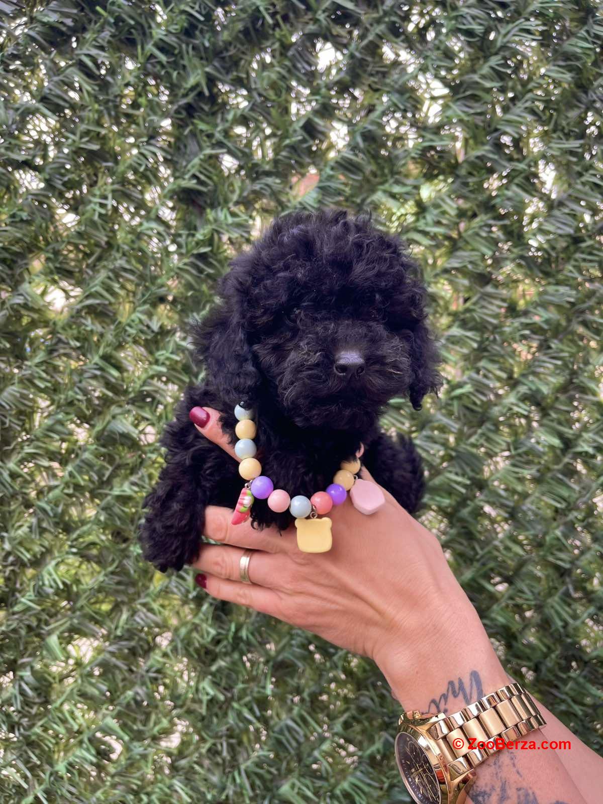 Toy i Mini Pudle stenci