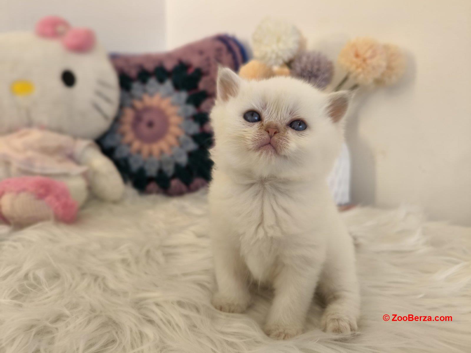 Skotski fold i straight mace