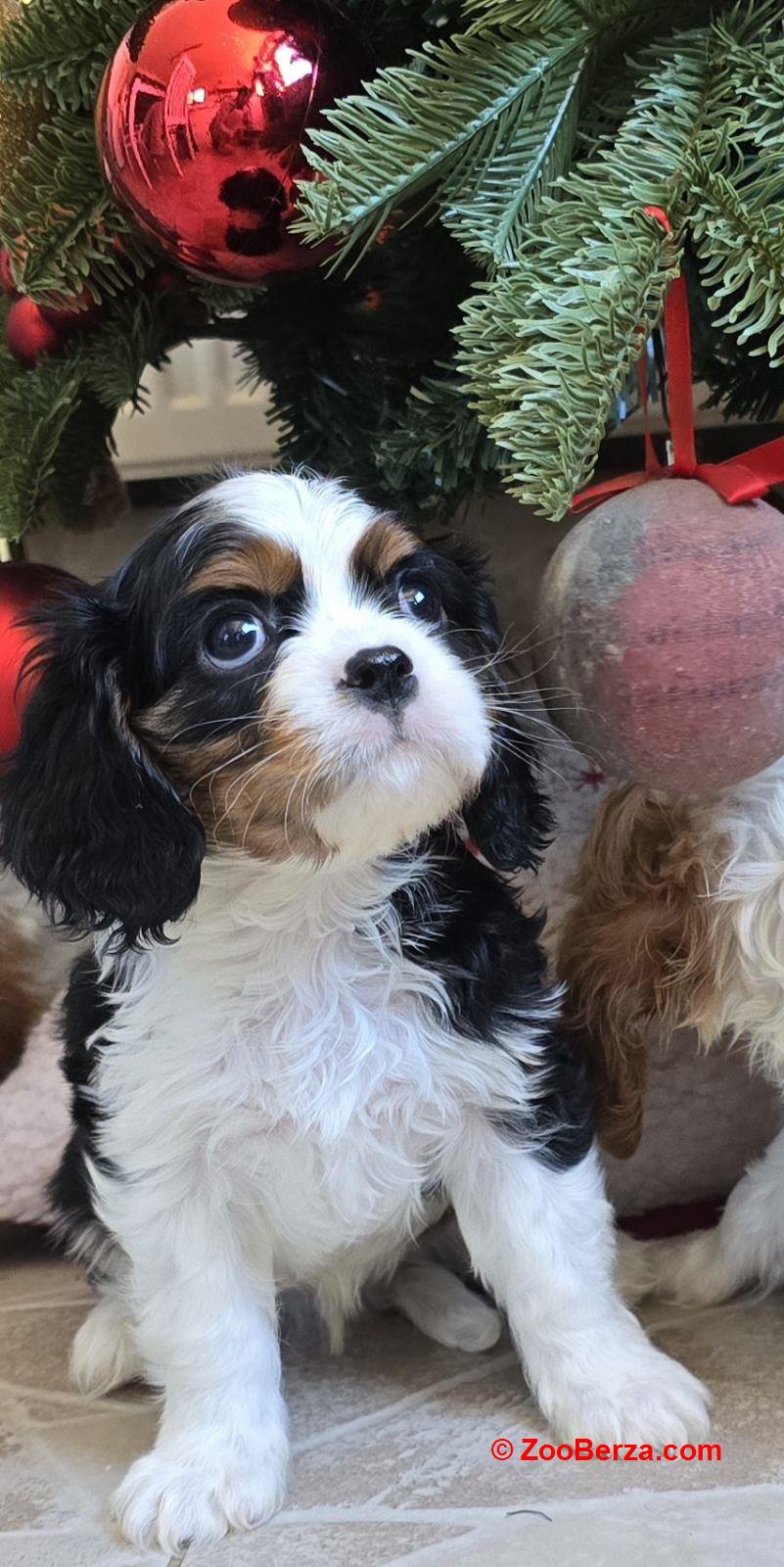 Cavalier king Charles spaniel štene 