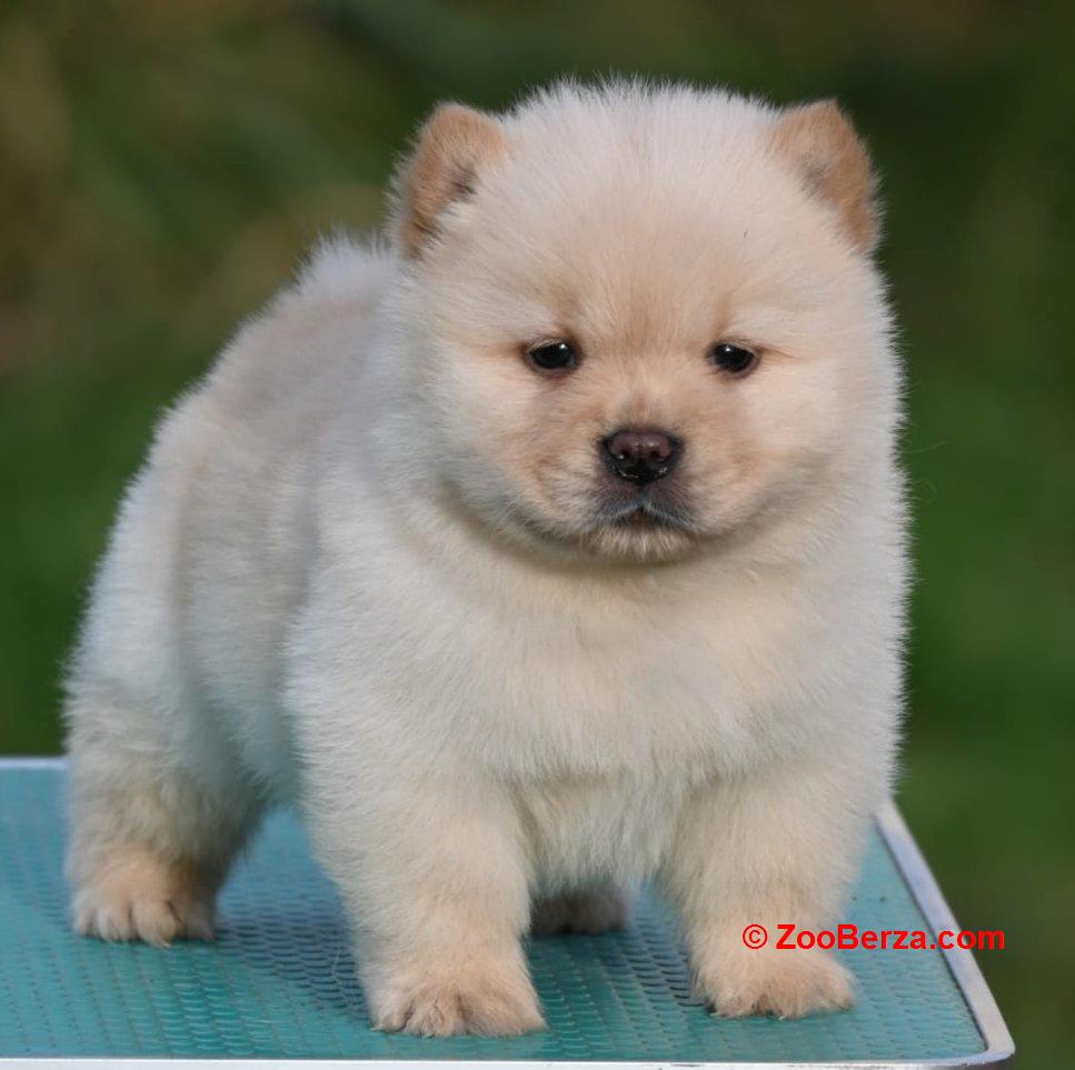 Chow Chow Cau Cau Čau Čau