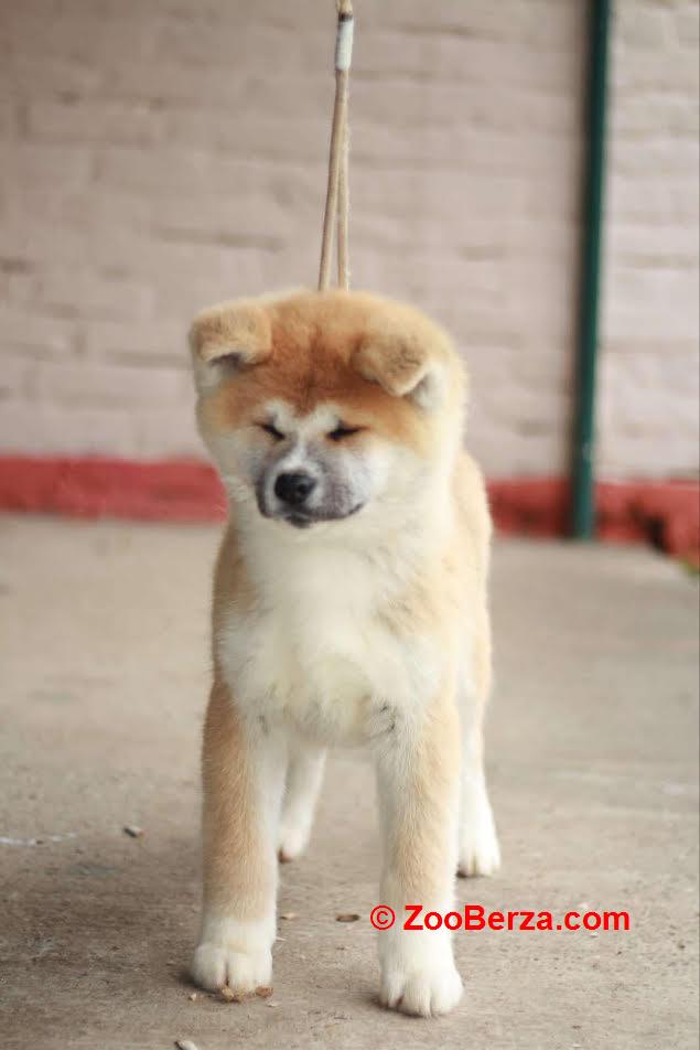 Akita Inu