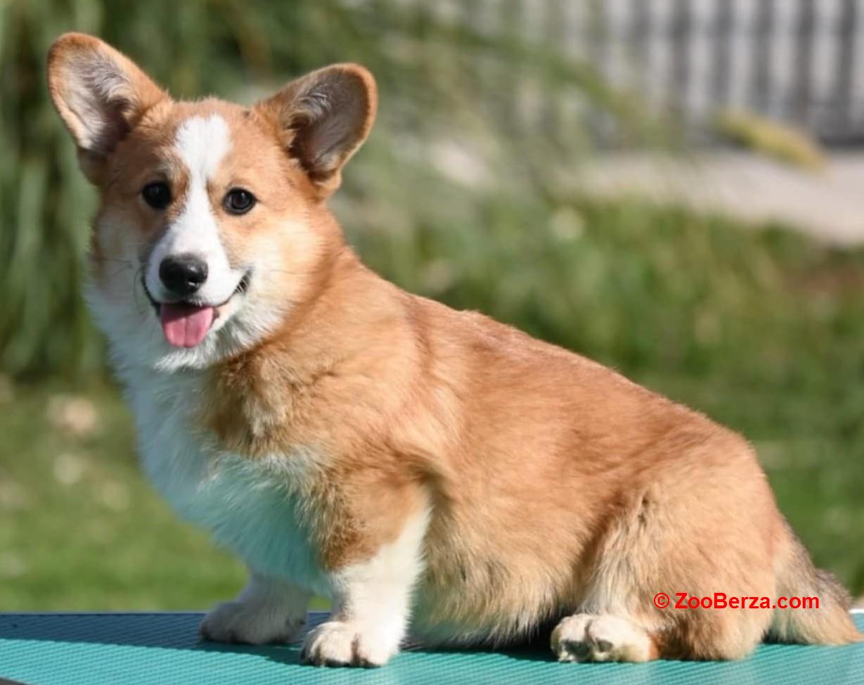 Velski korgi/Welsh Corgi Pembroke