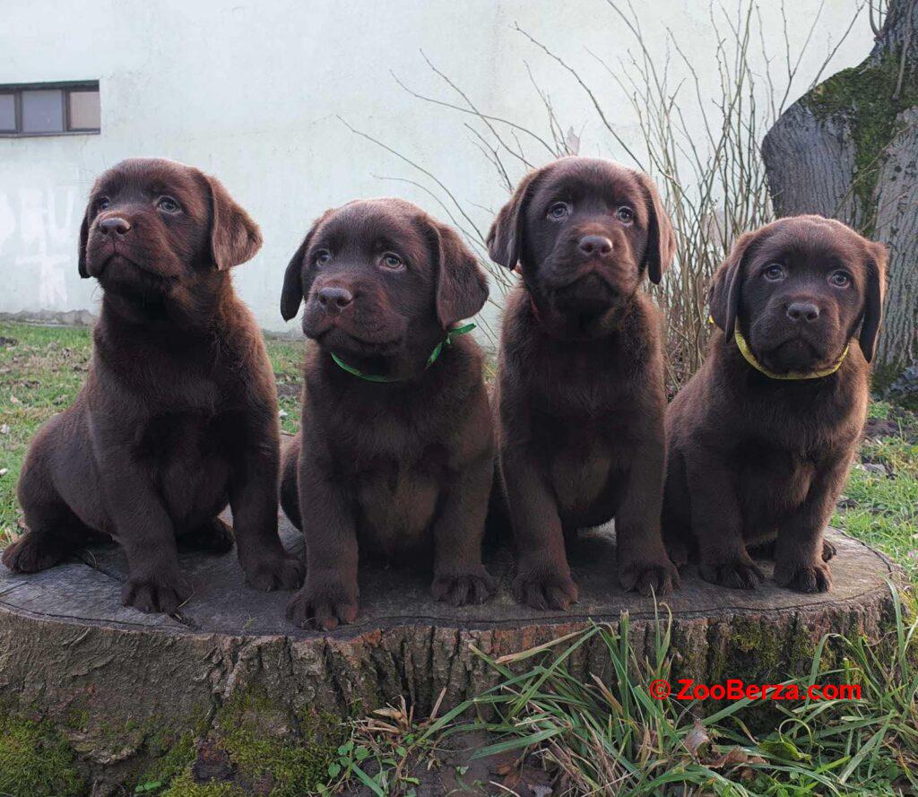 Labrador retriver čokoladni štenci