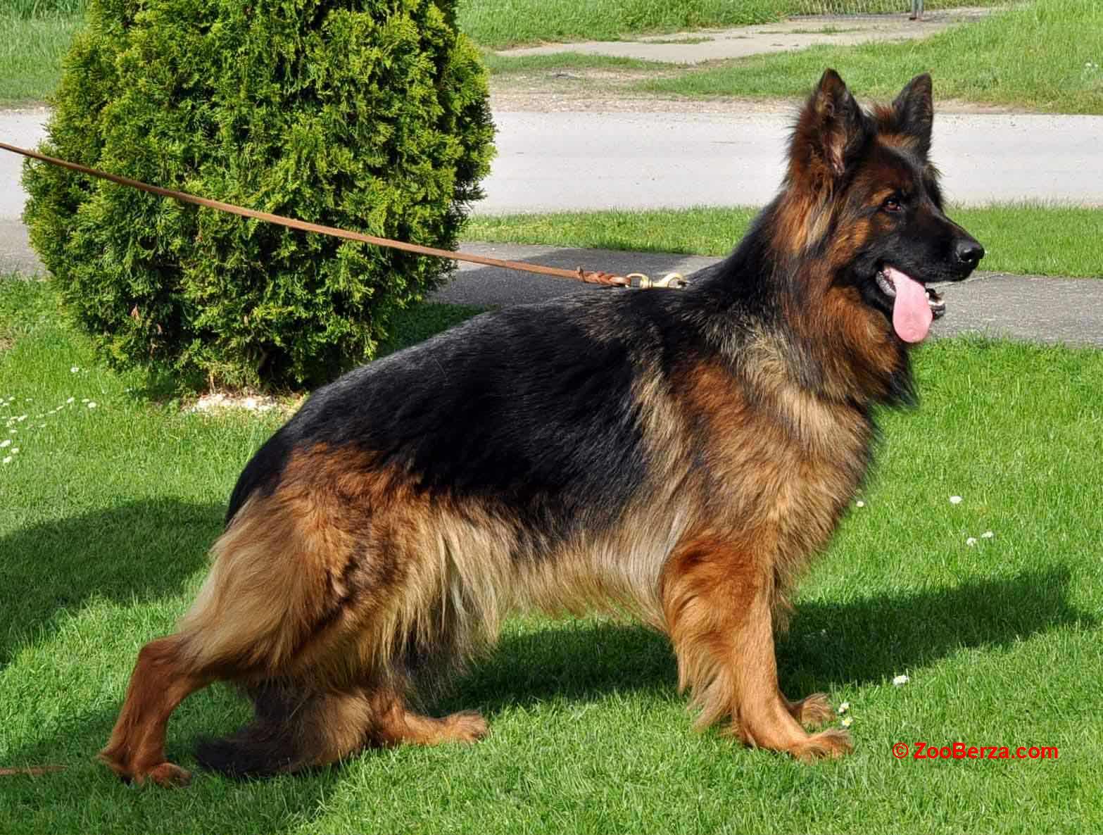 Nemački ovčar dugodlaki štenci