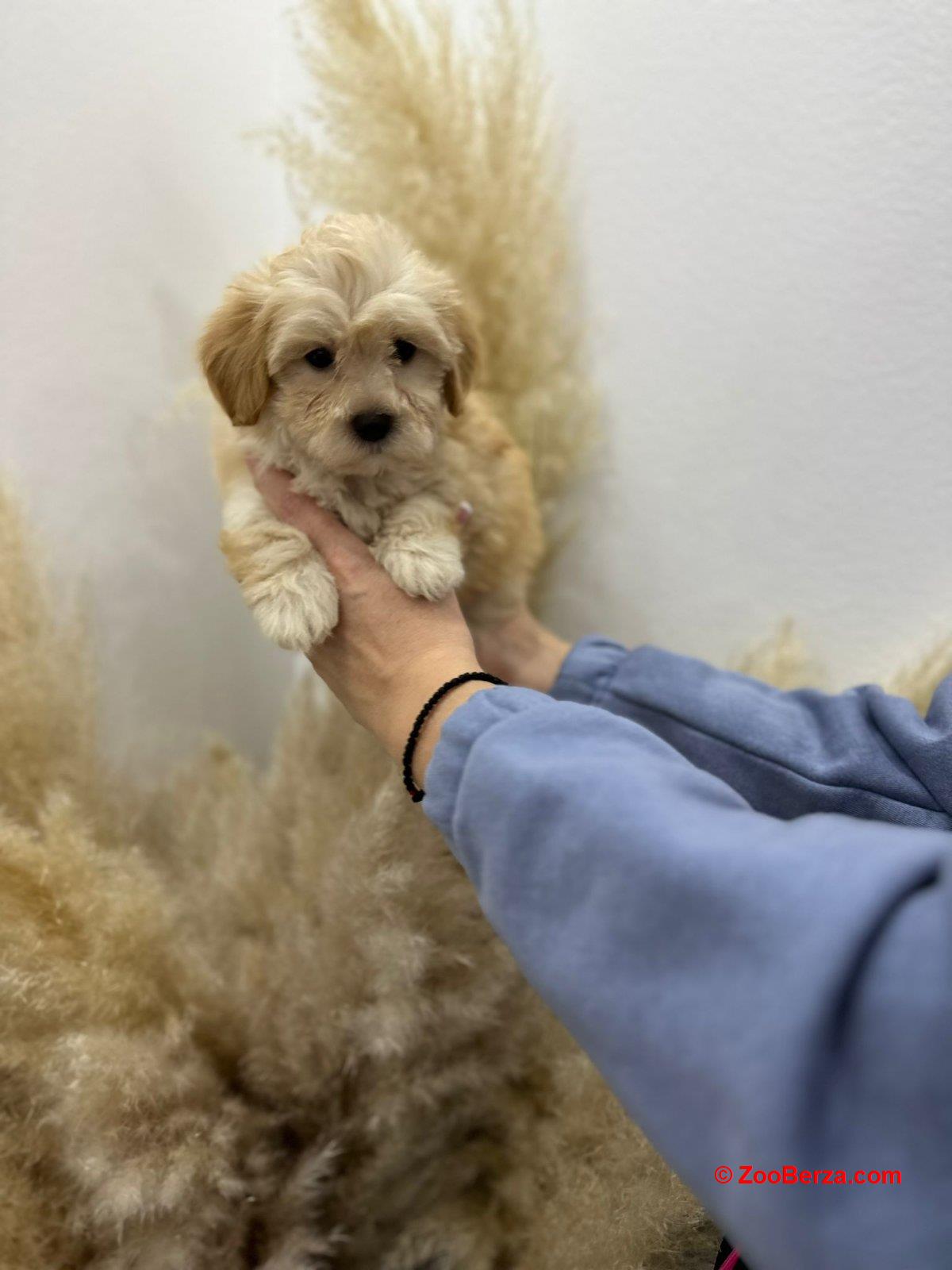 Maltipoo stenci vrhunske genetike