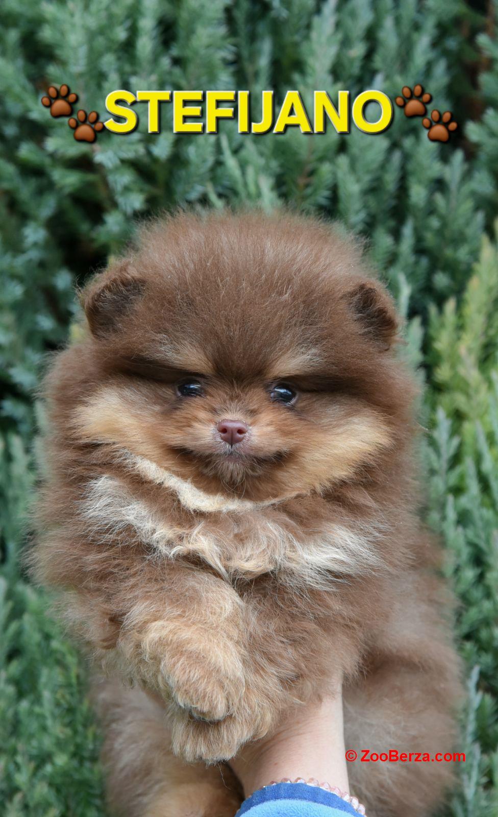 Pomeranac Boo štenci CHOCOLATE & TAN NOVO