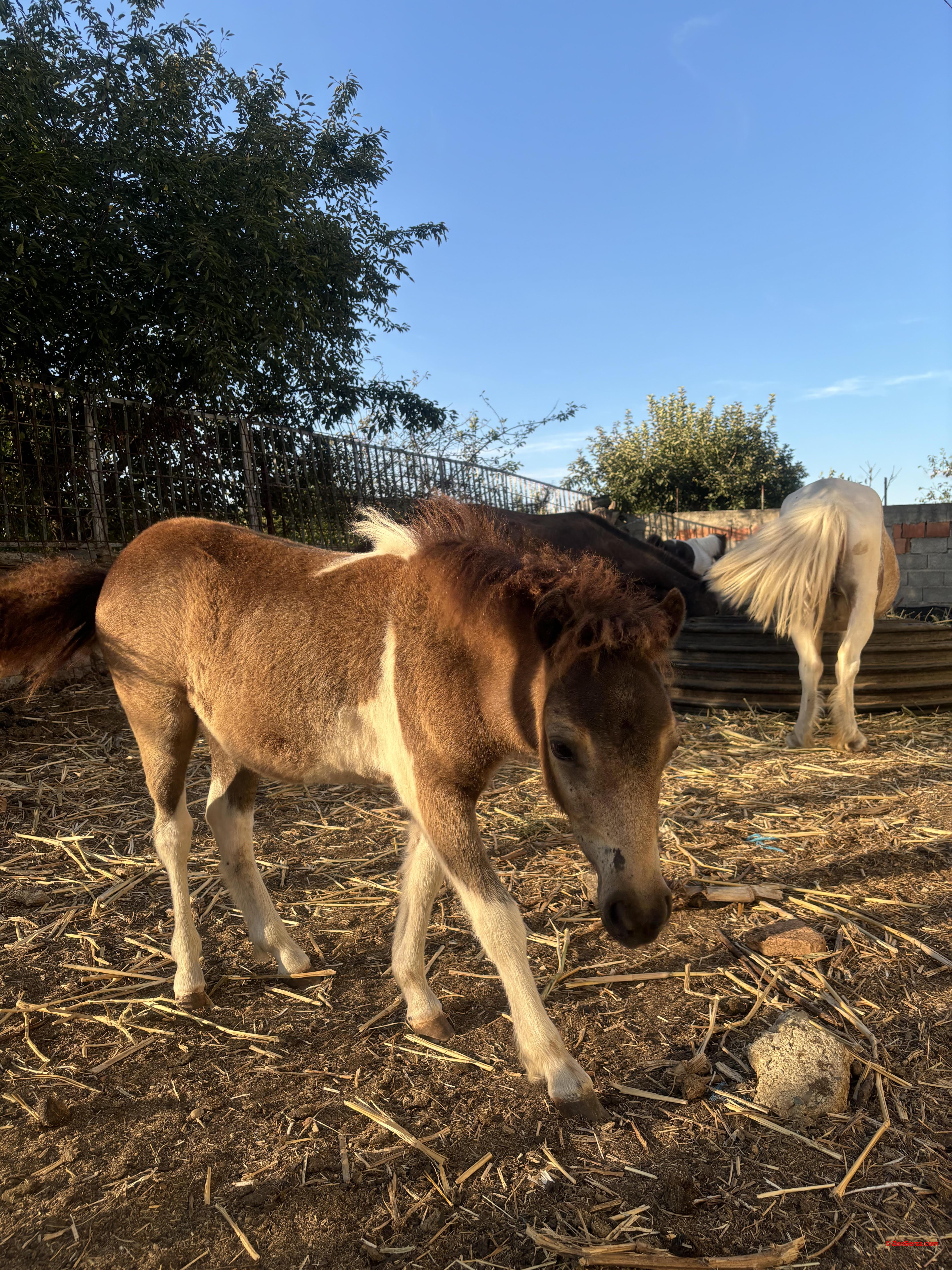 Prodajem poni ždrebad