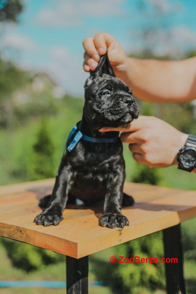 Cane Corso prelepi stenci na prodaju