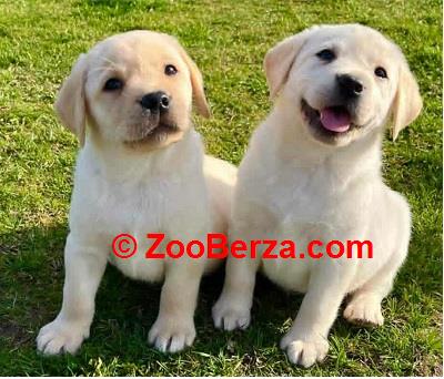 Labrador retriver štenci vrhunske krvne linije