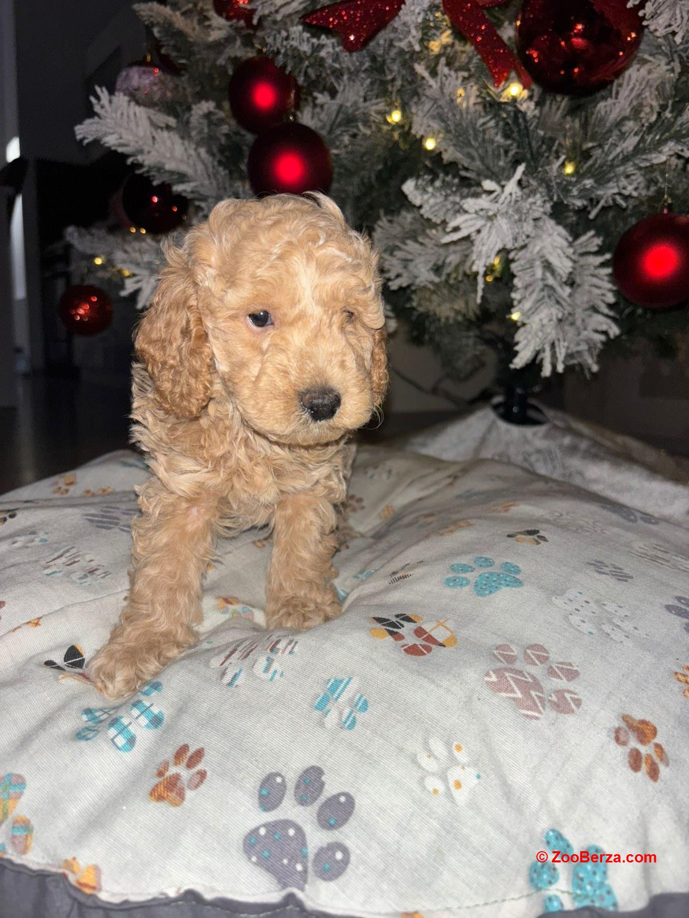 Patuljaste Pudle na prodaju