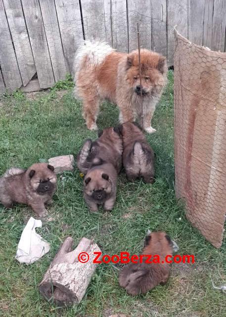 Chow Chow štenci