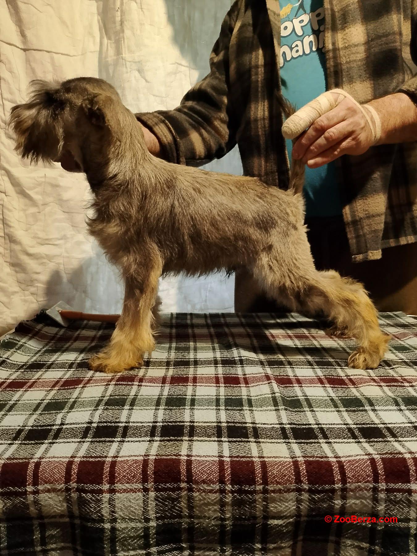 Štenci patuljastih šnaucera 