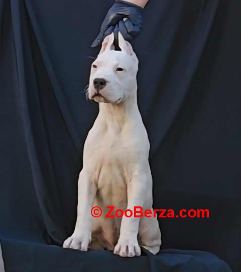 Dogo Argentino ženke