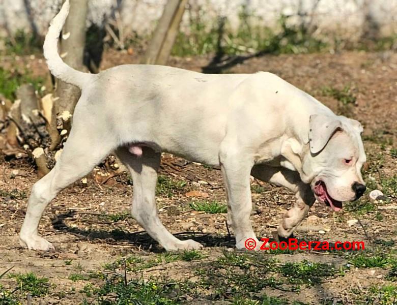 Dogo Argentino prvobirano musko stene