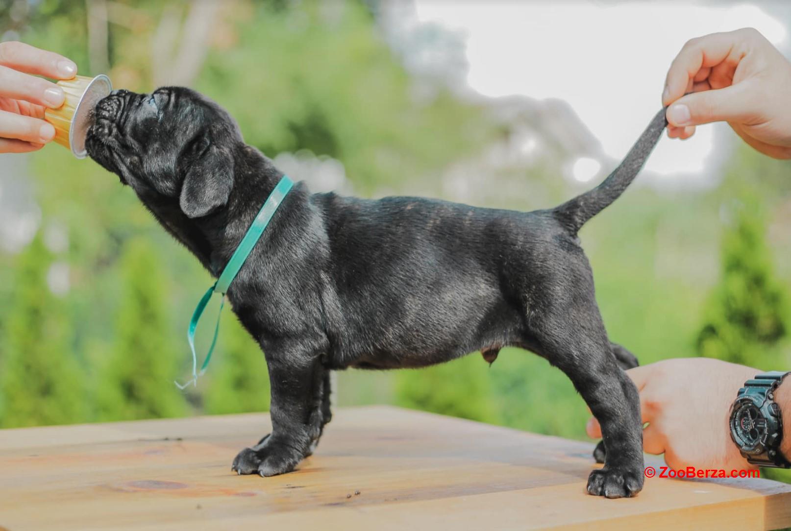 Cane Corso štenci