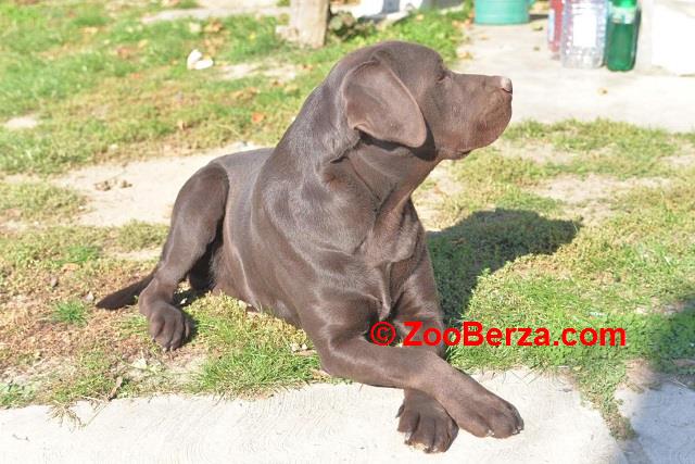 Labrador retriver