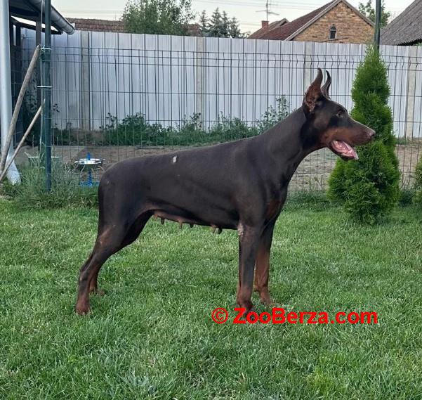 Doberman prelepi štenci