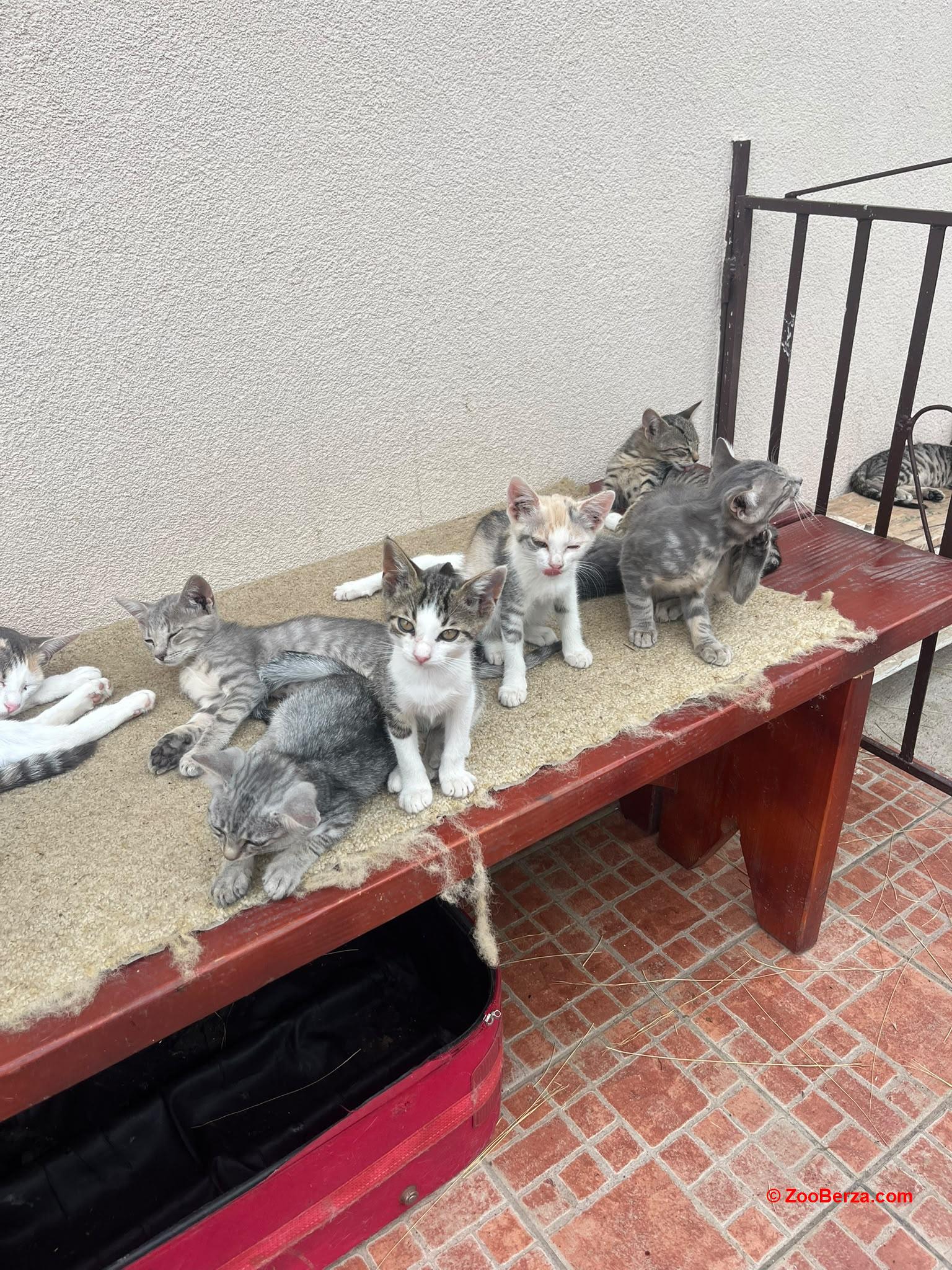 Macici