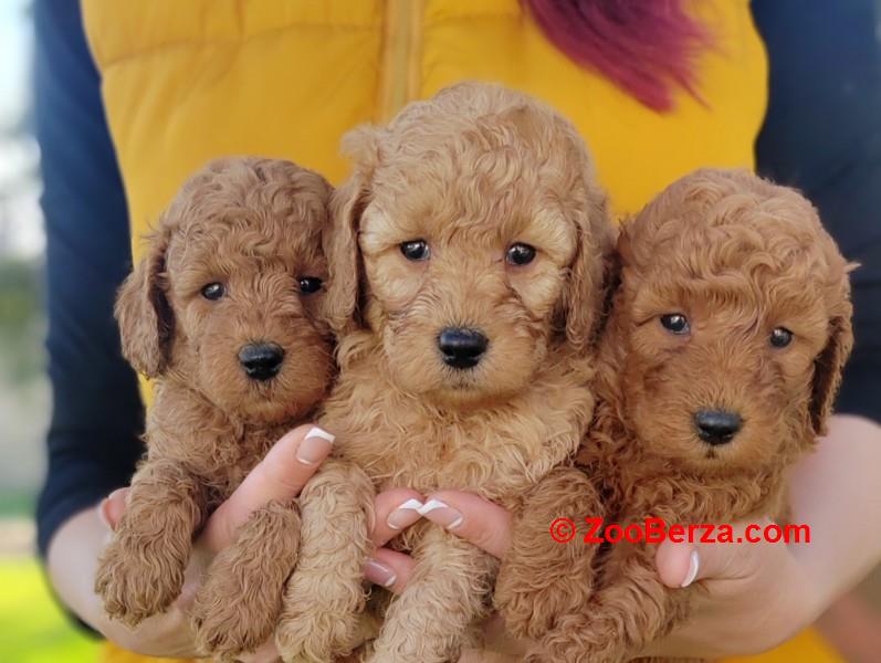 Patuljasta pudla stenci