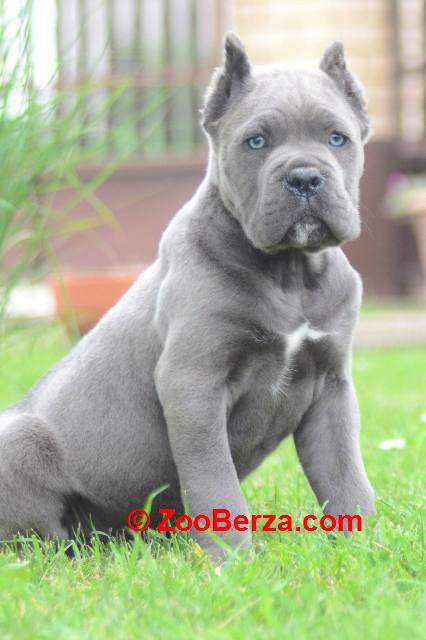 Cane Corso, štenci vrhunskog kvaliteta
