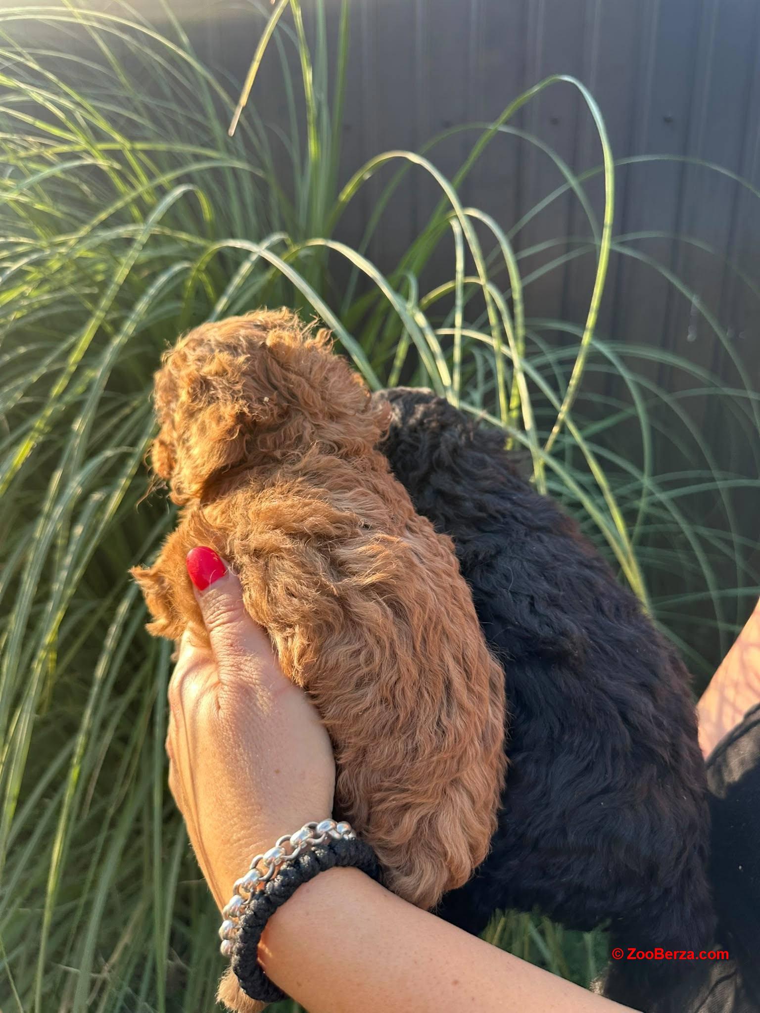 Pudle i maltipoo štenci