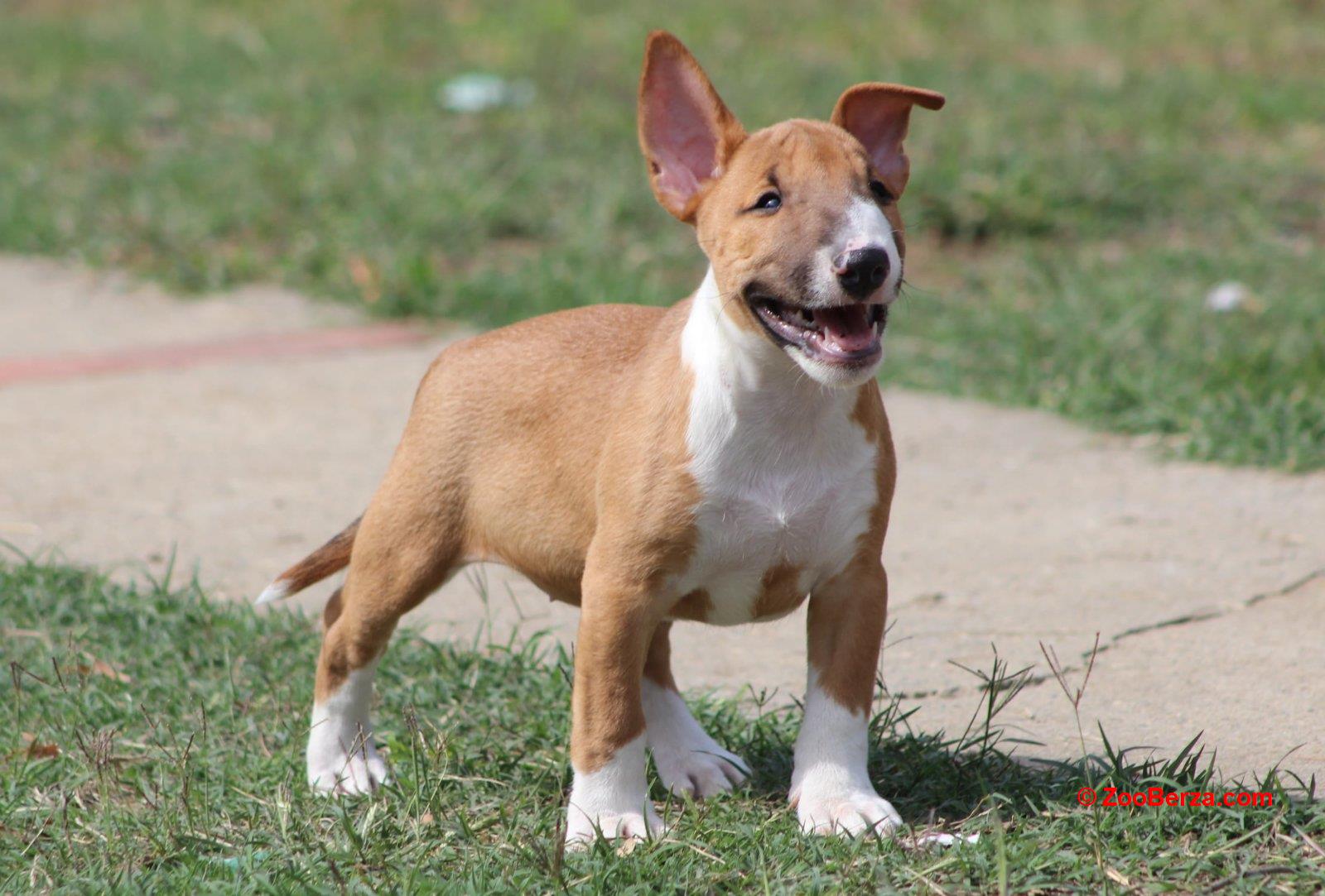 Mini Bull Terijer prelepi štenci