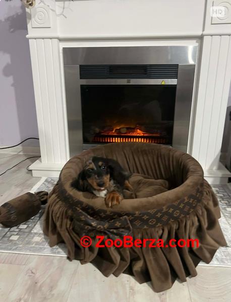 Patuljasti dugodlaki jazavičar, merle ženka 