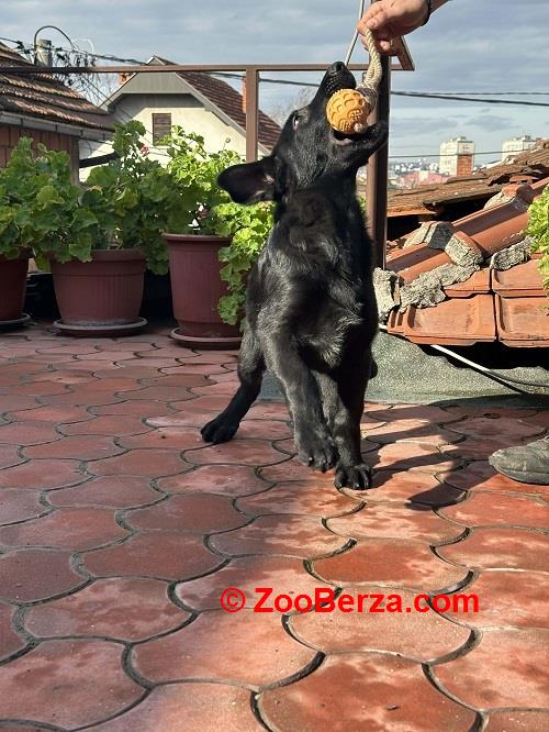 Radni nemački ovčari 