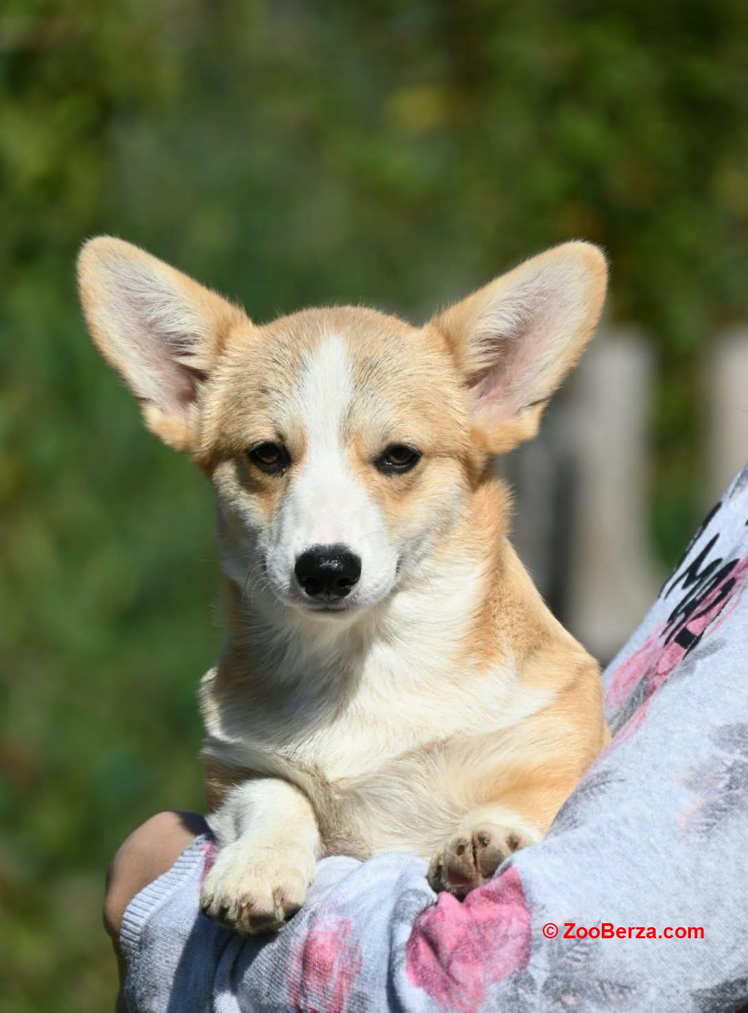 Velski korgi/Welsh Corgi Pembroke štenci