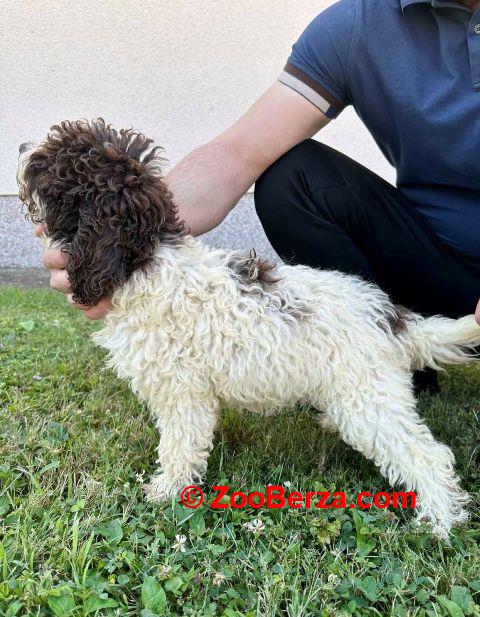 Lagotto Romagnolo, dostupni štenci