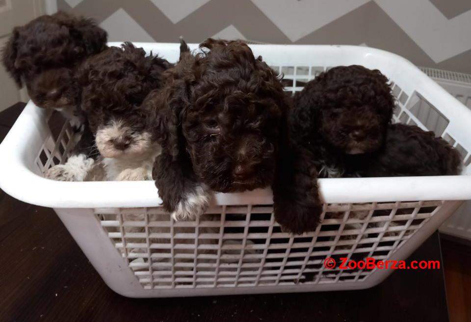 Stenci Lagotto Romagnolo  