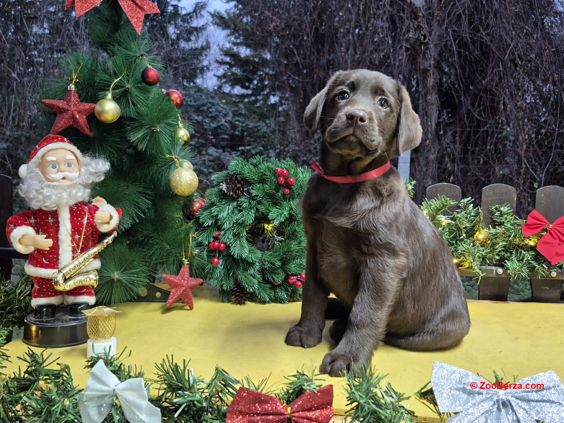 Labrador retriver čokoladni štenci